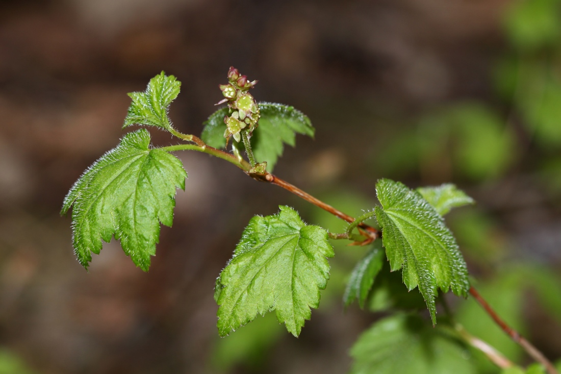 Image of Ribes maximoviczianum specimen.