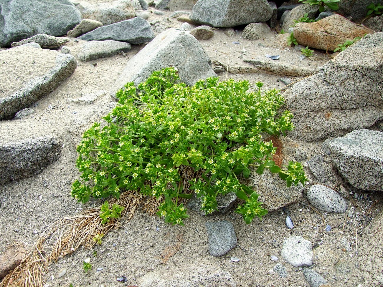 Image of Honckenya peploides ssp. major specimen.