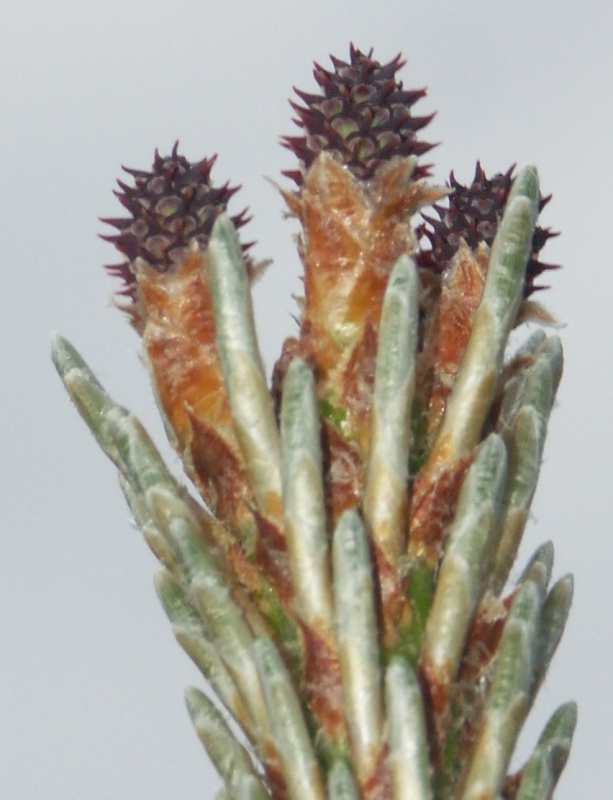 Image of Pinus mugo specimen.