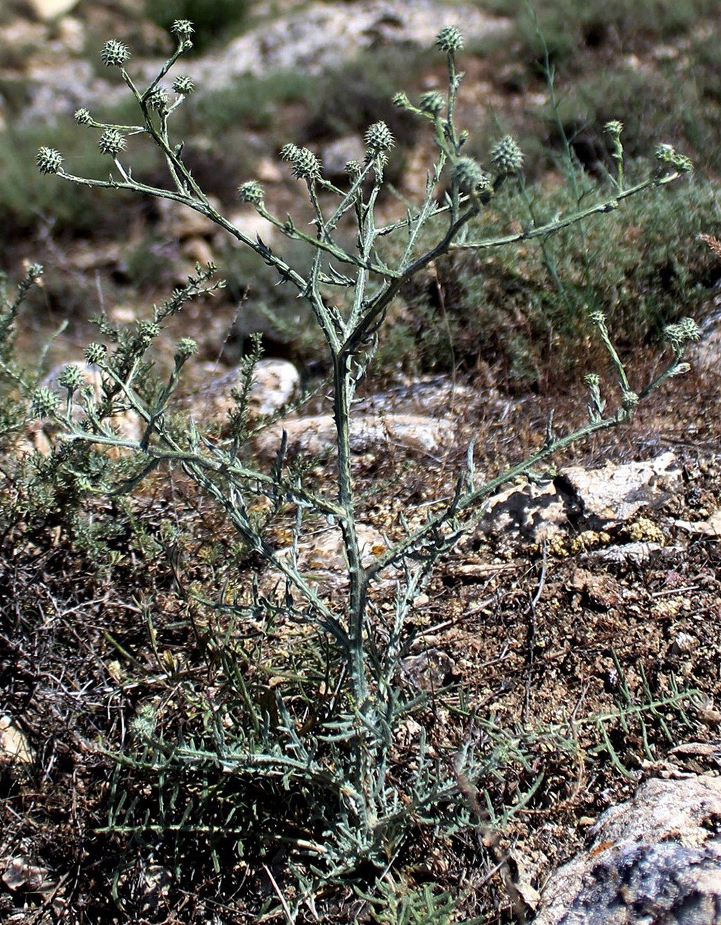 Image of Cousinia turkmenorum specimen.