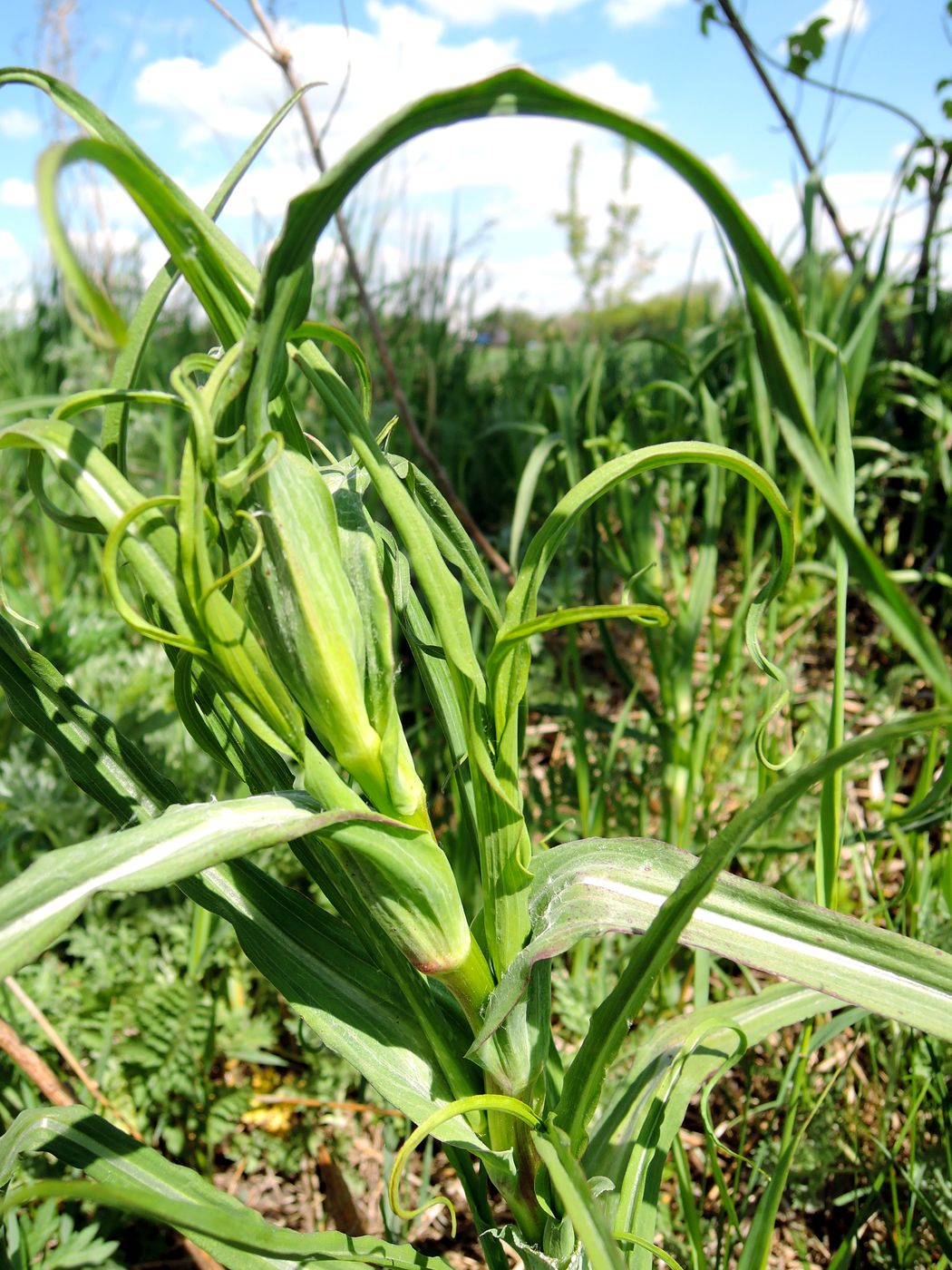 Изображение особи род Tragopogon.