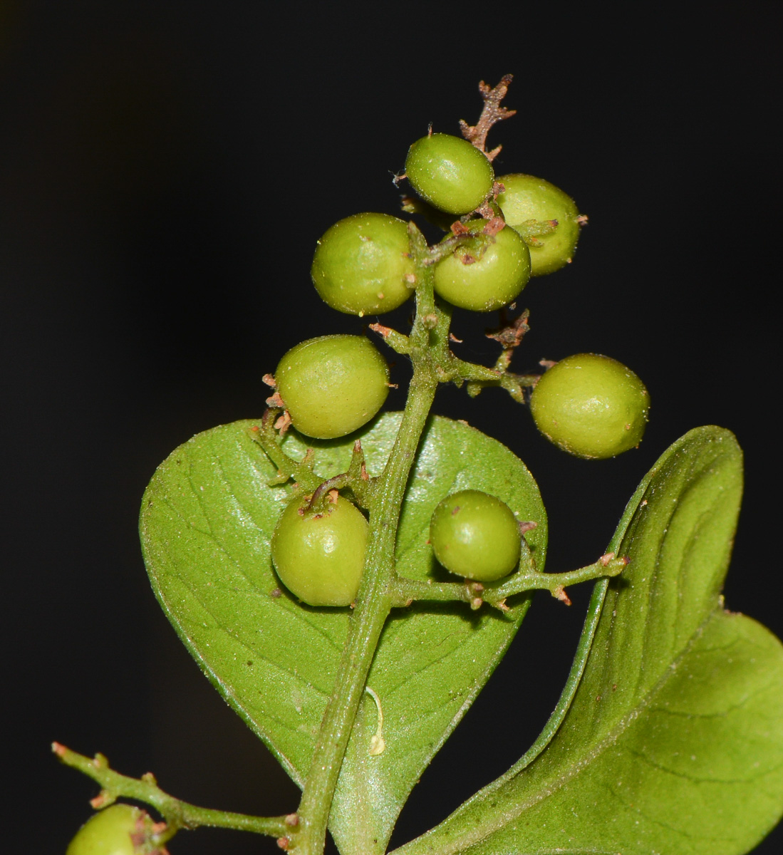 Изображение особи Rhus laevigata.