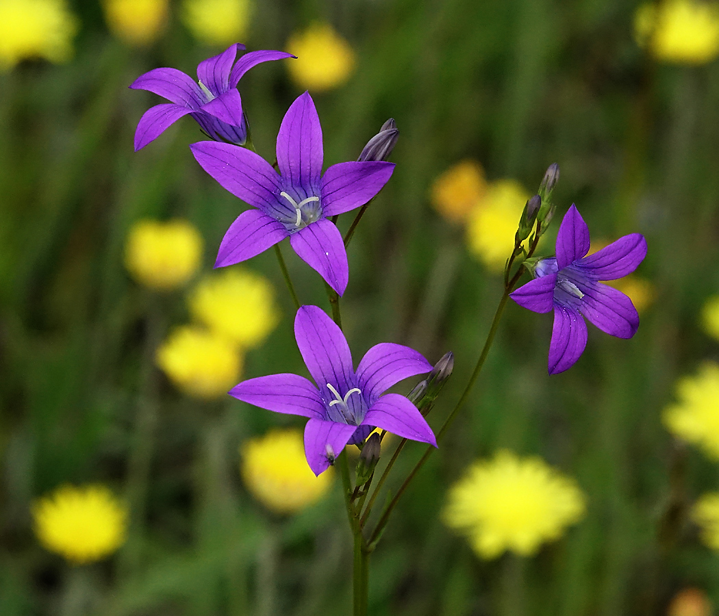 Изображение особи Campanula patula.