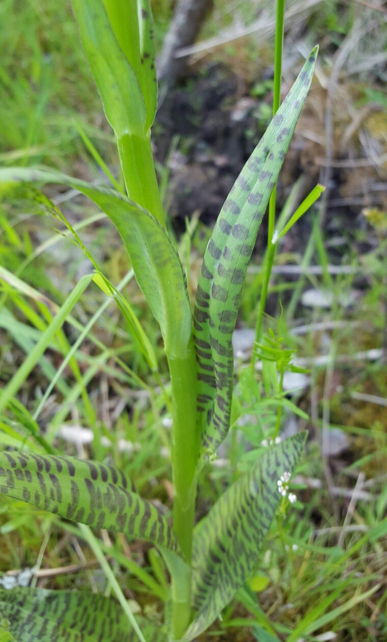 Image of Dactylorhiza baltica specimen.