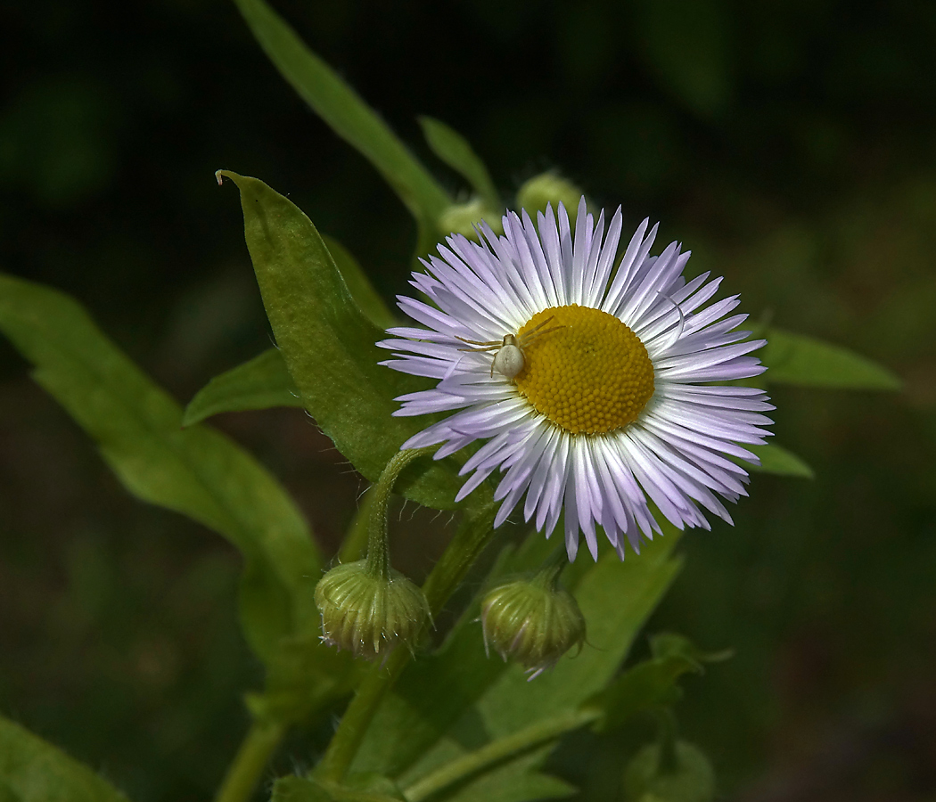 Изображение особи Erigeron annuus ssp. lilacinus.