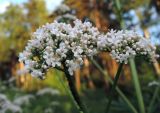 Valeriana officinalis