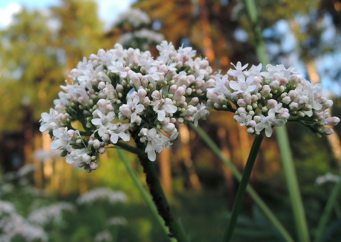 Image of Valeriana officinalis specimen.