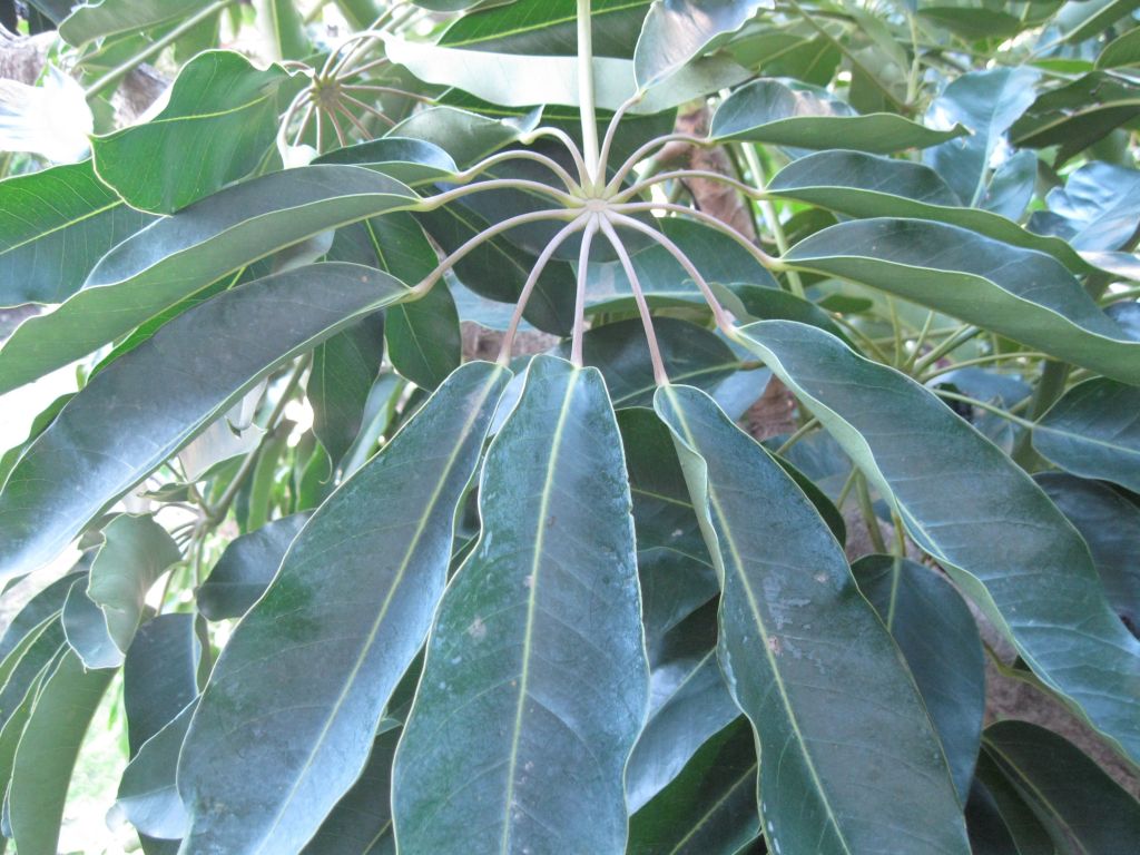 Image of Heptapleurum actinophyllum specimen.