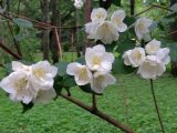 Philadelphus &times; virginalis