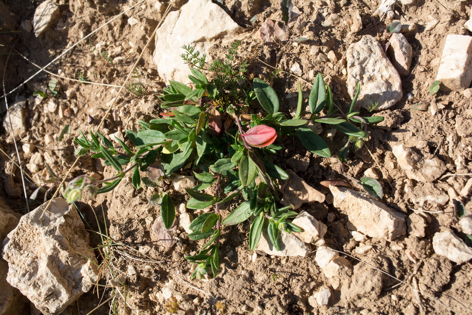 Изображение особи род Helianthemum.