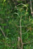 Festuca extremiorientalis. Верхушка цветущего растения. Приморский край, Ольгинский р-н, окр. пгт Ольга, долина р. Ольга, долинный широколиственный лес. 06.07.2017.