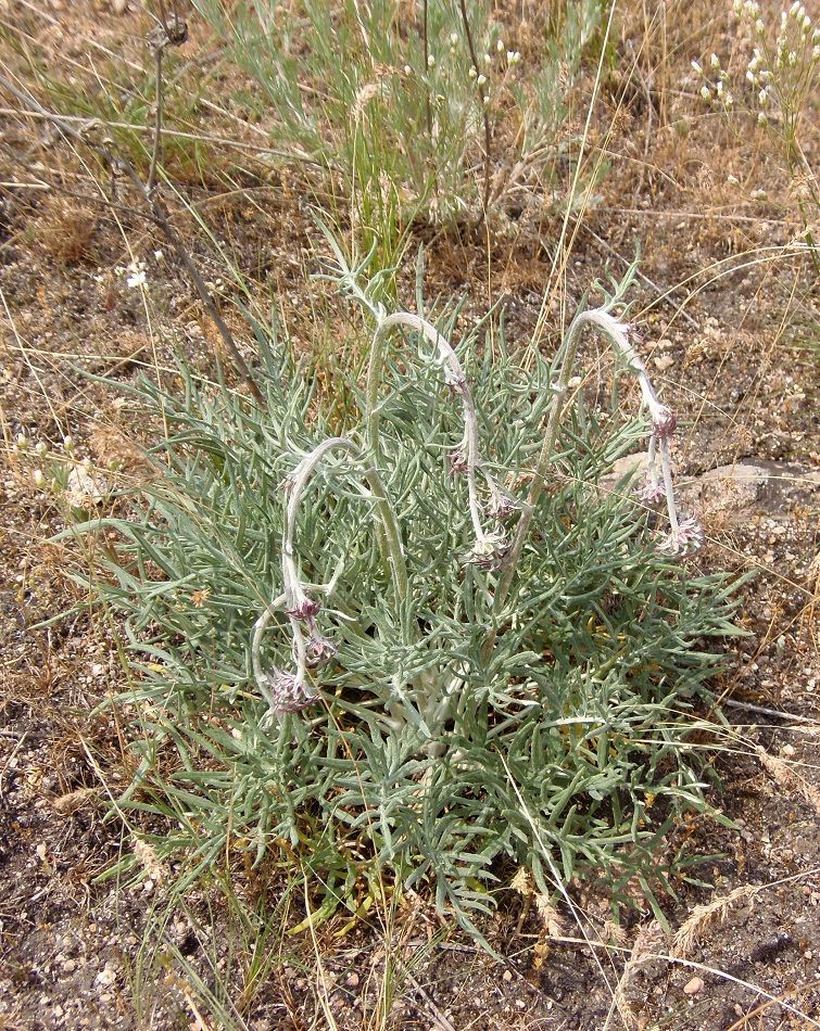 Image of Jurinea granitica specimen.