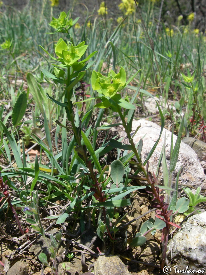 Изображение особи Euphorbia taurinensis.