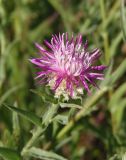 Centaurea jacea. Соплодие. Украина, г. Запорожье, восточная окраина, долина р. Мокрая Московка, левый берег, на склоне. 08.07.2017.