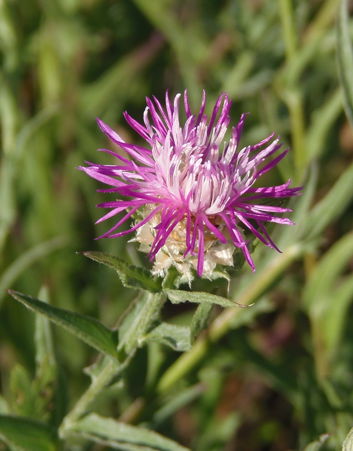 Изображение особи Centaurea jacea.