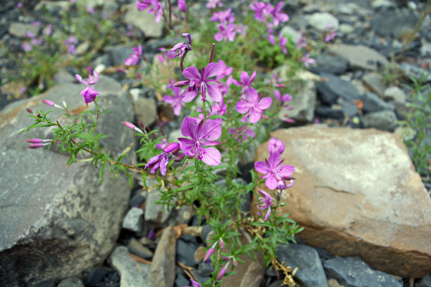 Image of Chamaenerion colchicum specimen.