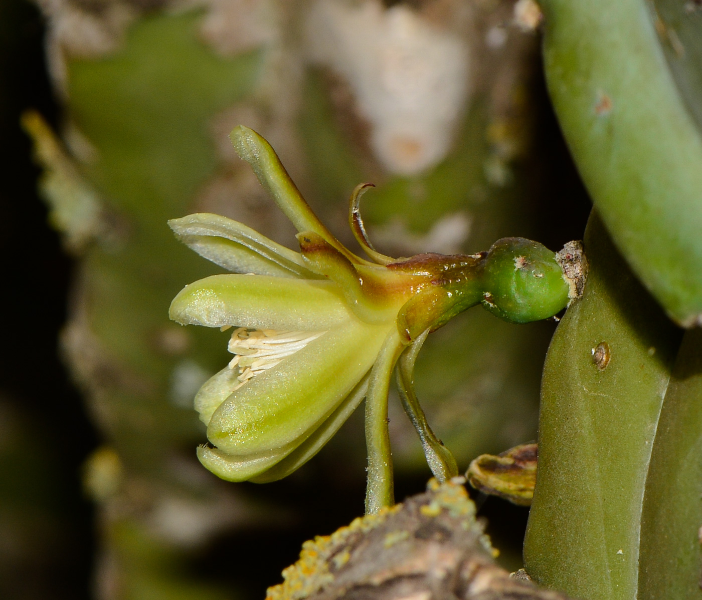 Изображение особи Myrtillocactus geometrizans.