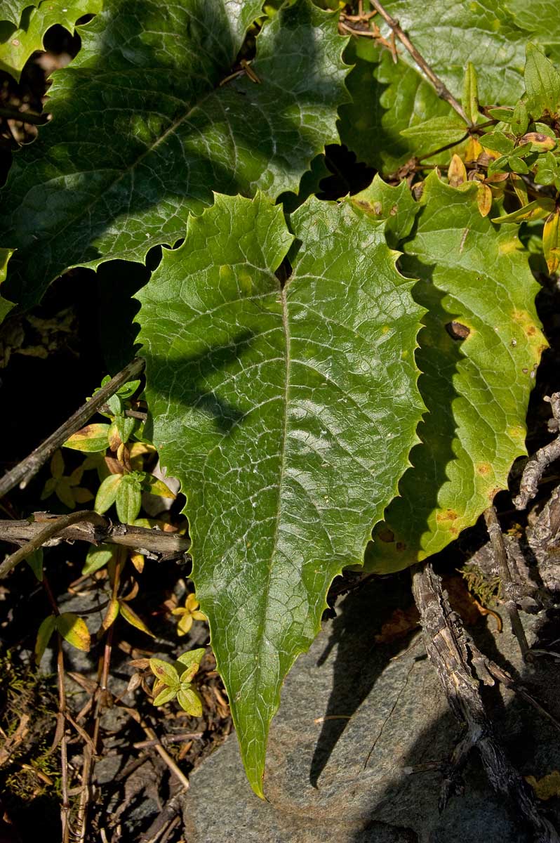 Image of Saussurea controversa specimen.