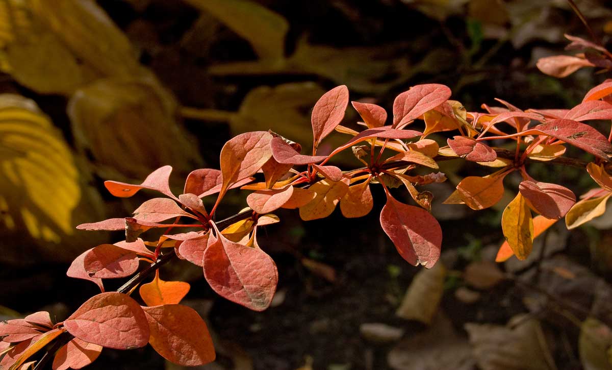 Изображение особи Berberis &times; ottawensis.