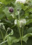 Cirsium kamtschaticum. Верхушка зацветающего растения. Сахалинская обл., Охинский р-н; п-в Шмидта, бассейн р. Пильво, берег ручья Сухарный. 14.07.2017.