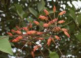 Erythrina crista-galli. Соцветие в бутонах. Испания, автономное сообщество Каталония, г. Барселона, парк Цитадели (Parc de la Ciutadella), в культуре. 29.08.2017.