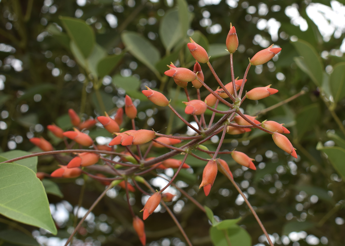 Image of Erythrina crista-galli specimen.