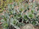 Aloe reynoldsii