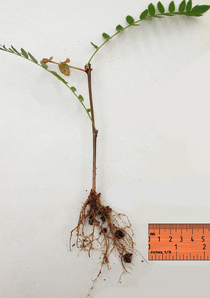 Image of Sorbus eburnea specimen.