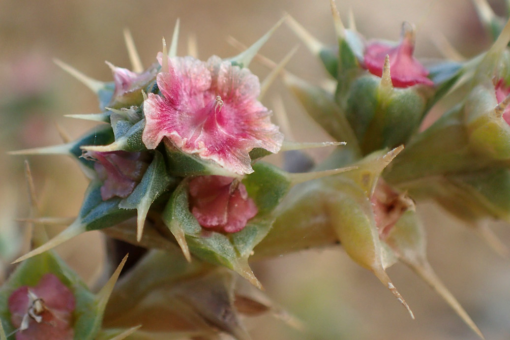 Image of Salsola pontica specimen.