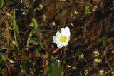 Ranunculus pallasii. Цветущее растение. Чукотка, побережье бухты Провидения. 12.07.2014.