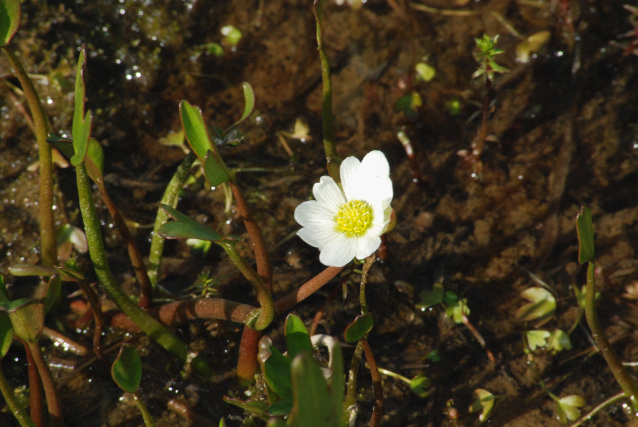 Image of Ranunculus pallasii specimen.