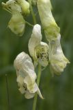 Aconitum umbrosum. Часть соцветия. Сахалинская обл., Охинский р-н, п-ов Шмидта, облесенная верхняя часть прибрежной сопки. 19.07.2017.