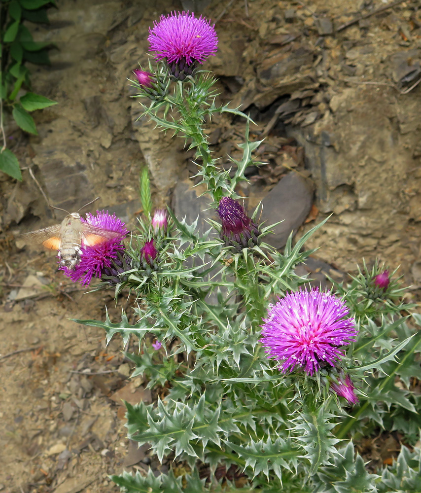 Image of Carduus onopordioides specimen.