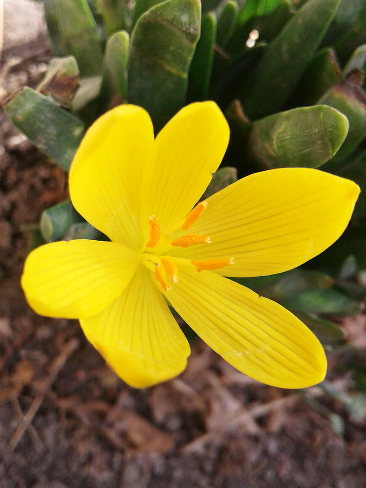 Изображение особи Sternbergia fischeriana.