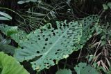 род Alocasia. Лист, погрызенный насекомыми. Китай, провинция Гуандун, р-н Шаогуань, геопарк \"Дансия\", лес. 18.10.2017.