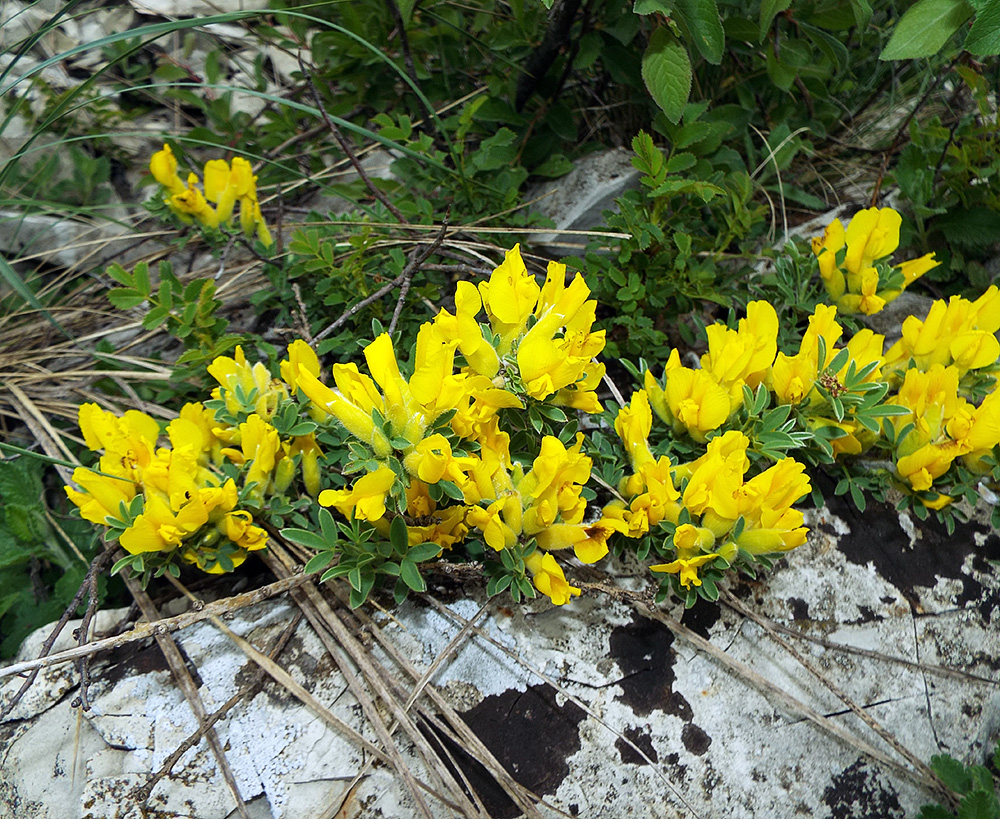 Изображение особи Chamaecytisus wulffii.