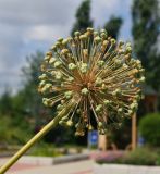 род Allium