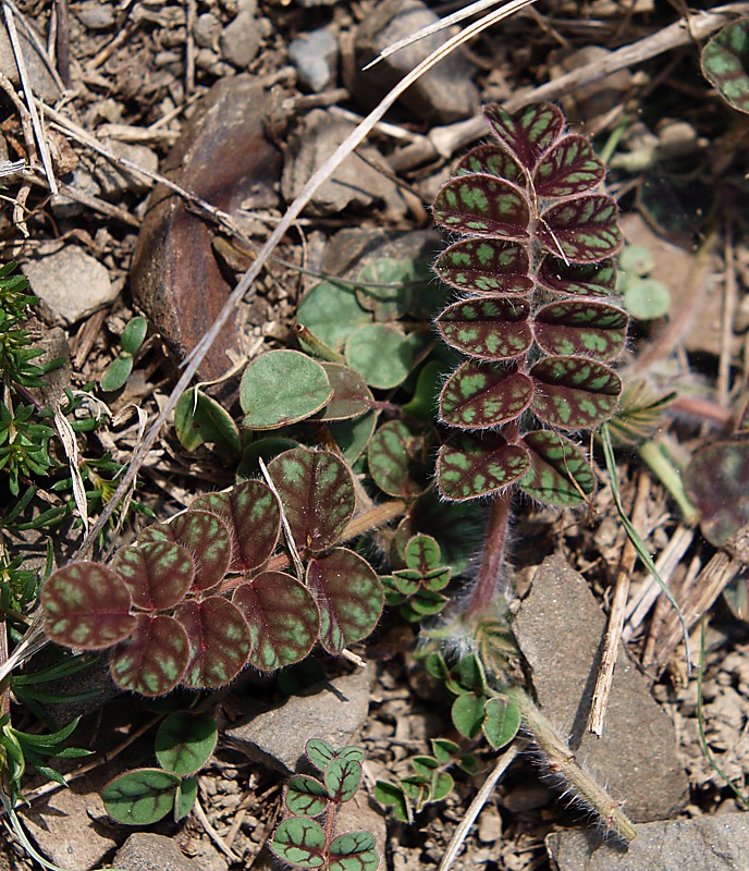 Image of genus Xanthobrychis specimen.