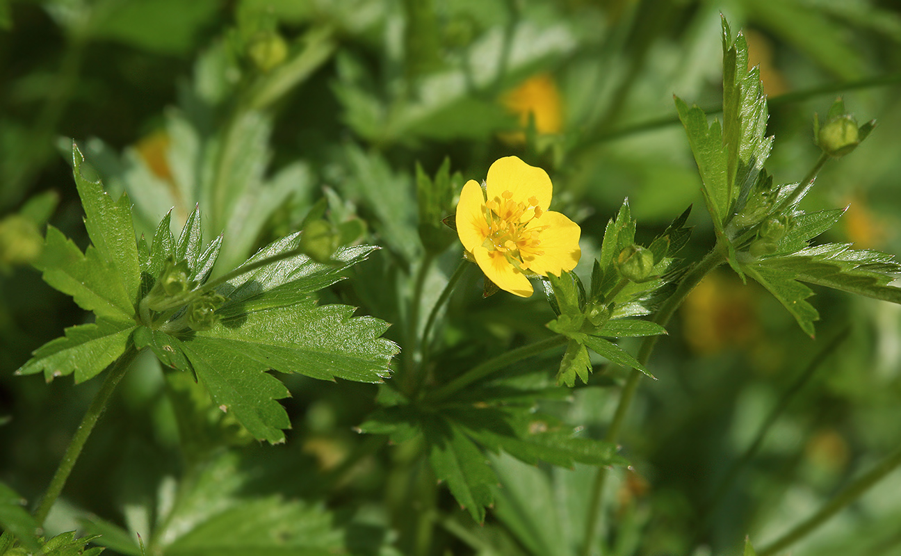 Изображение особи Potentilla erecta.