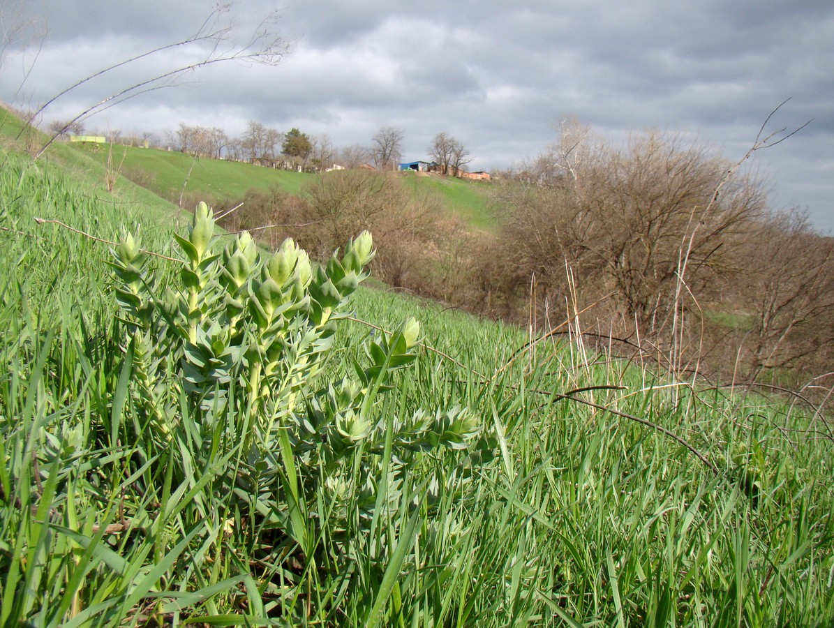 Image of Linaria genistifolia specimen.