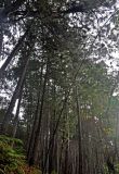 Pinus caribaea. Взрослые деревья на крутом склоне. Малайзия, Камеронское нагорье, ≈ 1500 м н.у.м., посадки(?). 03.05.2017.