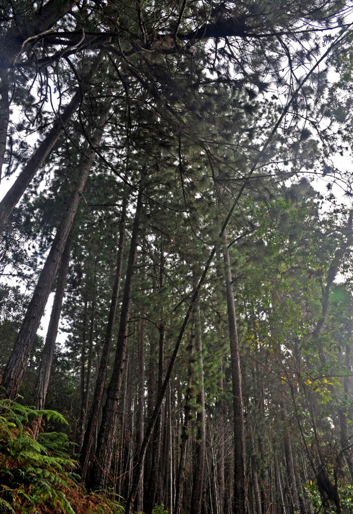 Image of Pinus caribaea specimen.