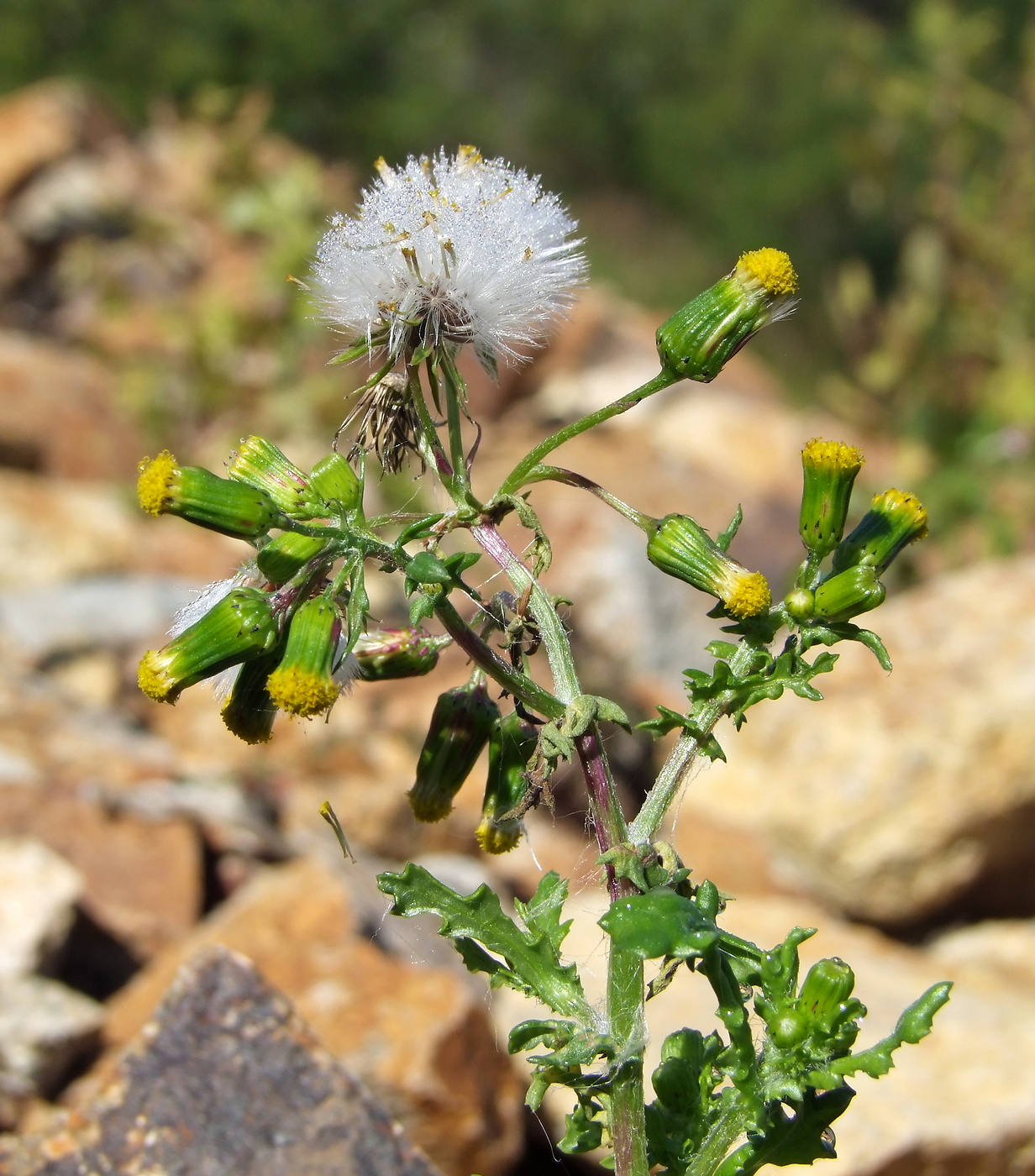 Image of Senecio vulgaris specimen.
