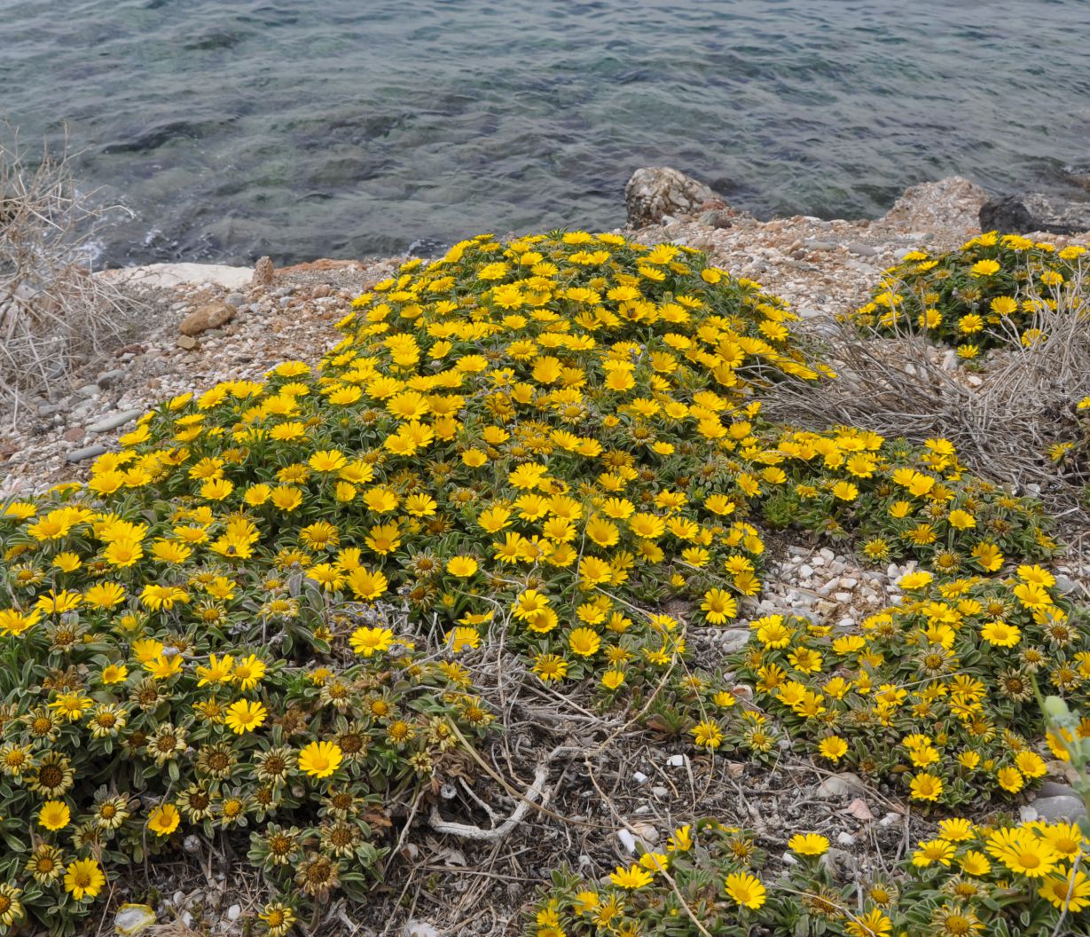 Image of Pallenis maritima specimen.