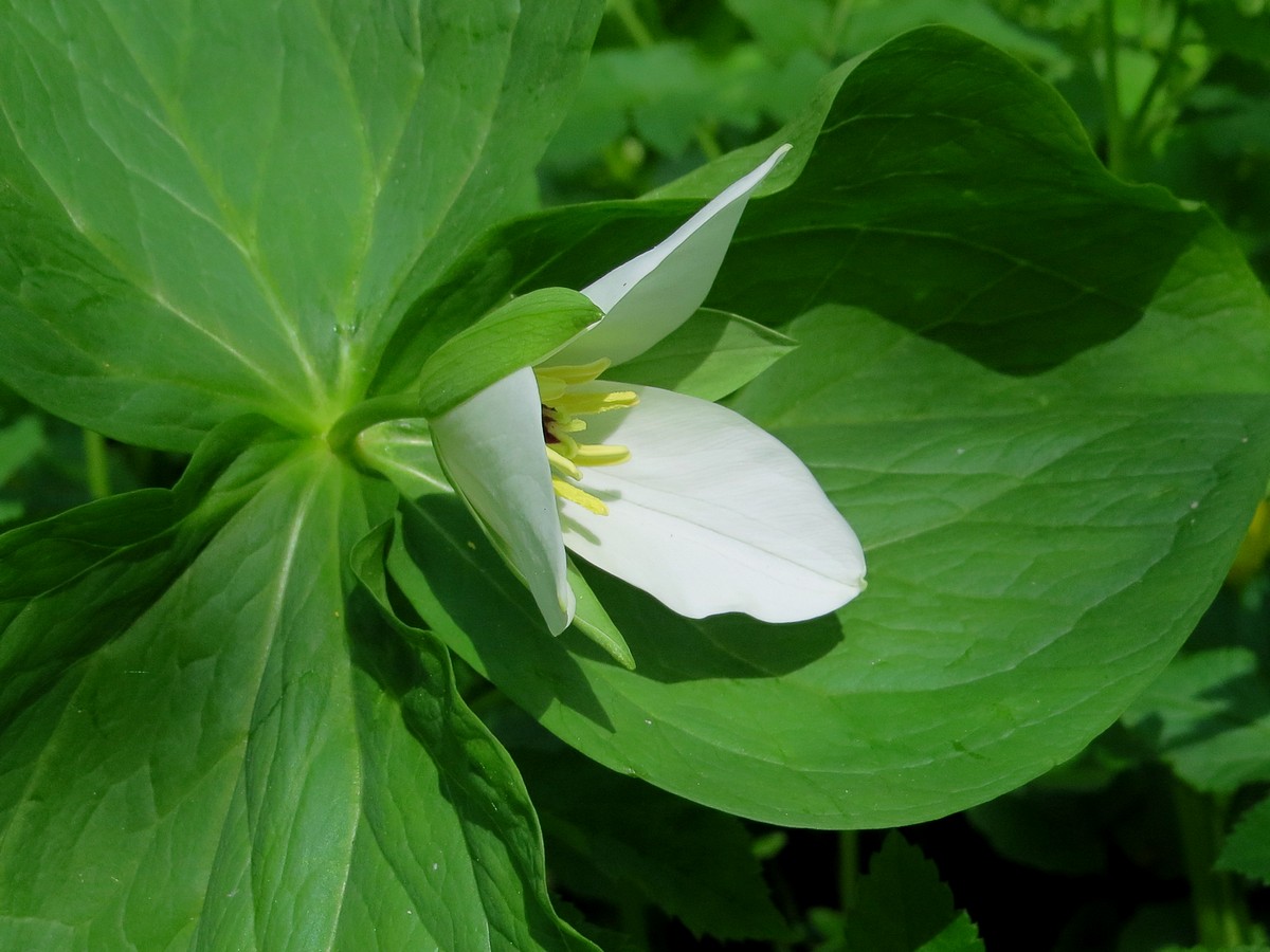 Изображение особи Trillium camschatcense.