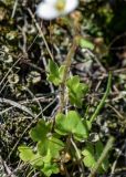 Saxifraga sibirica