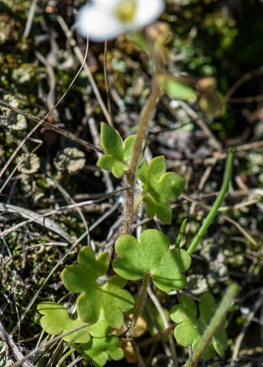 Image of Saxifraga sibirica specimen.