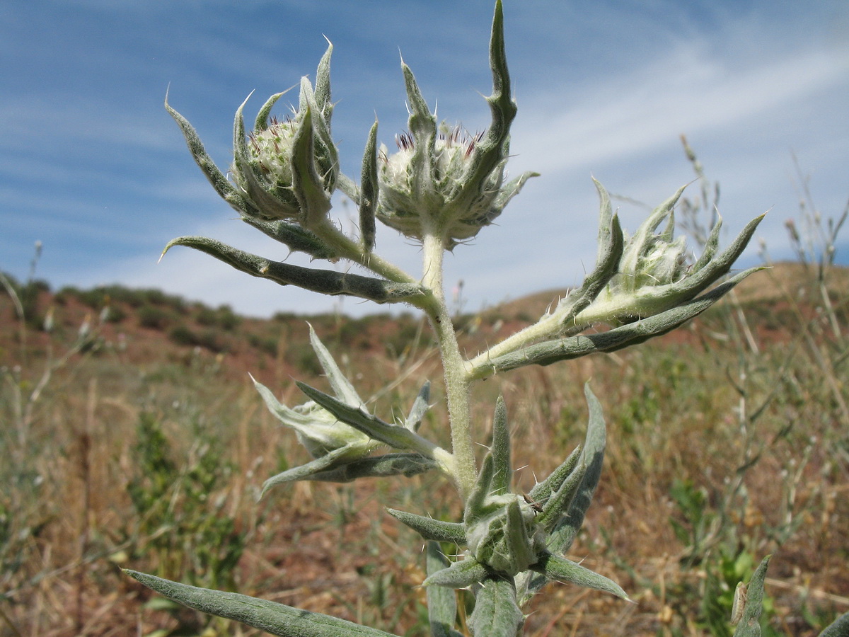 Image of Echinops acantholepis specimen.