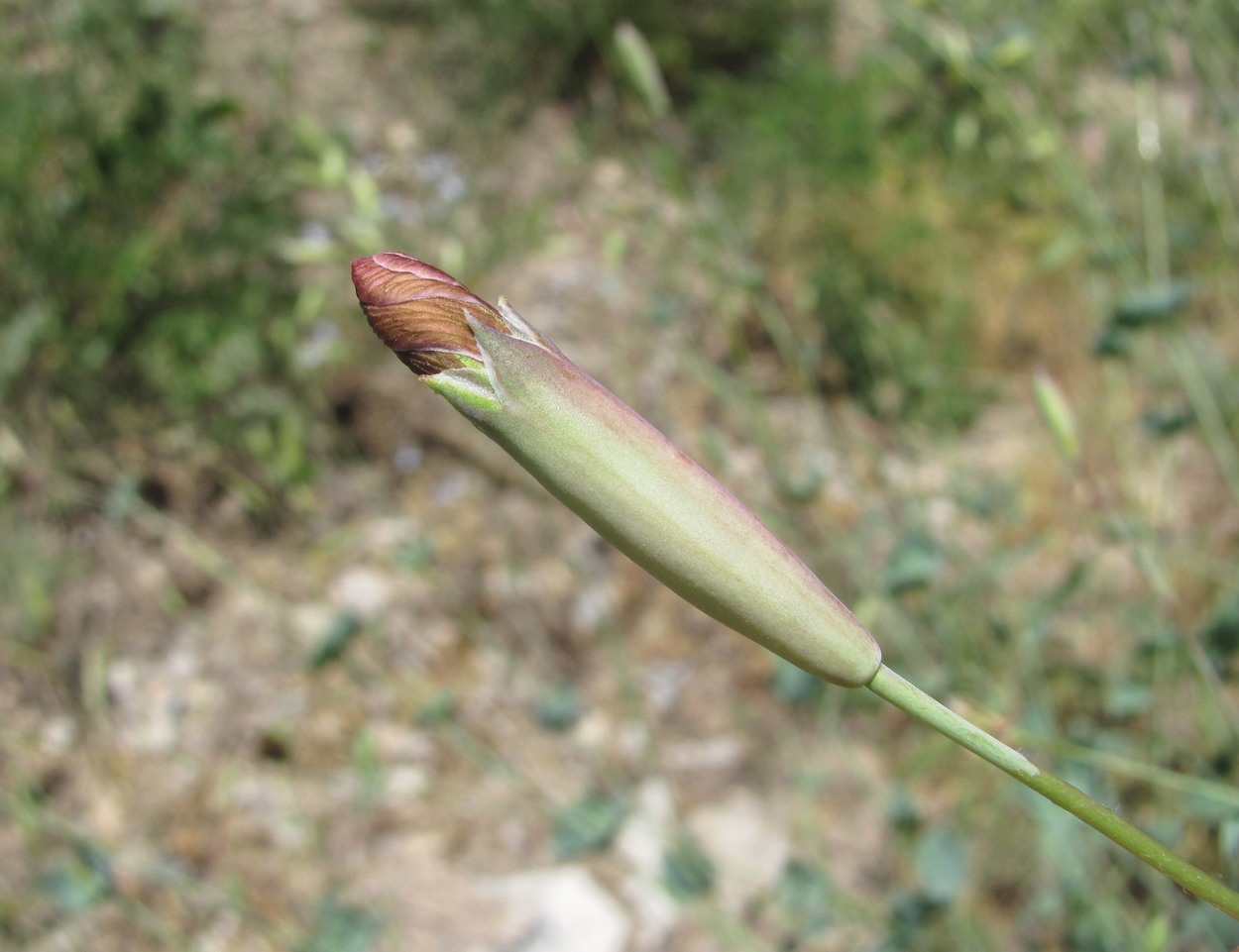 Изображение особи Silene chlorifolia.