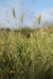 Hordeum geniculatum. Побеги с соцветиями (слева - обвитые побегами Convolvulus). Крым, Байдарская долина. 11.06.2022.